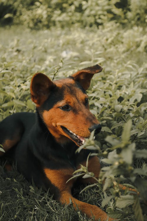 A Black and Tan Dog on a Field