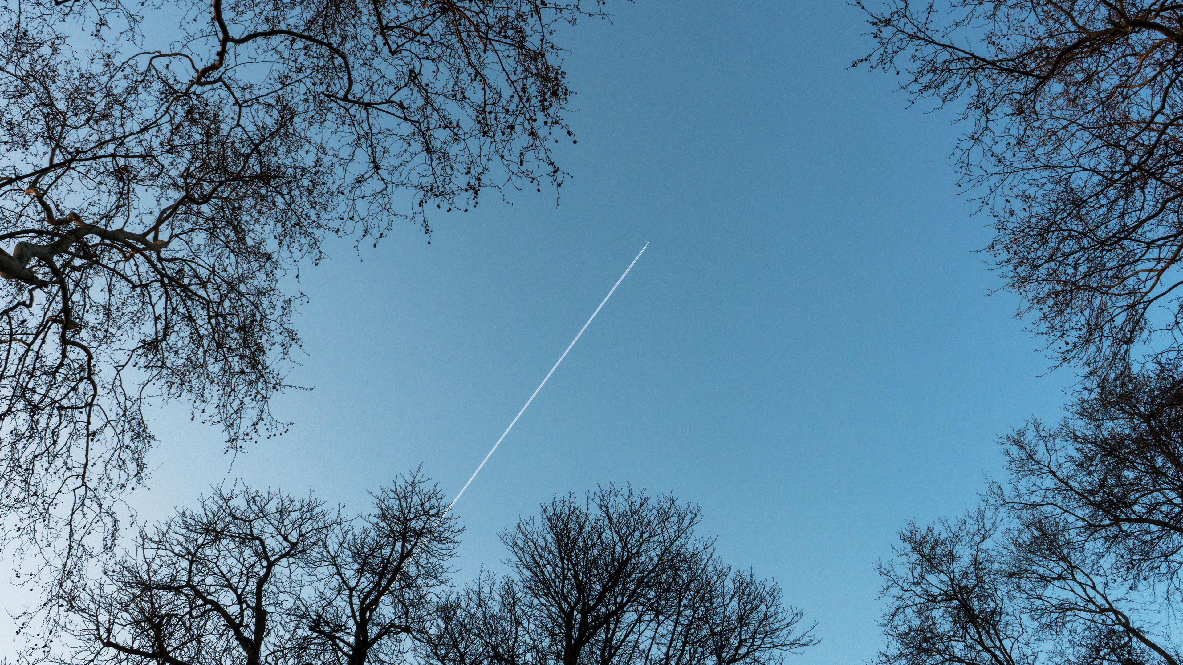 Bare Trees Under Blue Sky · Free Stock Photo