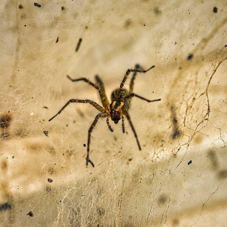 Close-up On Spider Sitting In Web