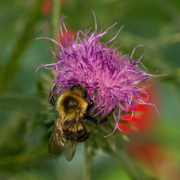 Close Up Of Bee On Flower