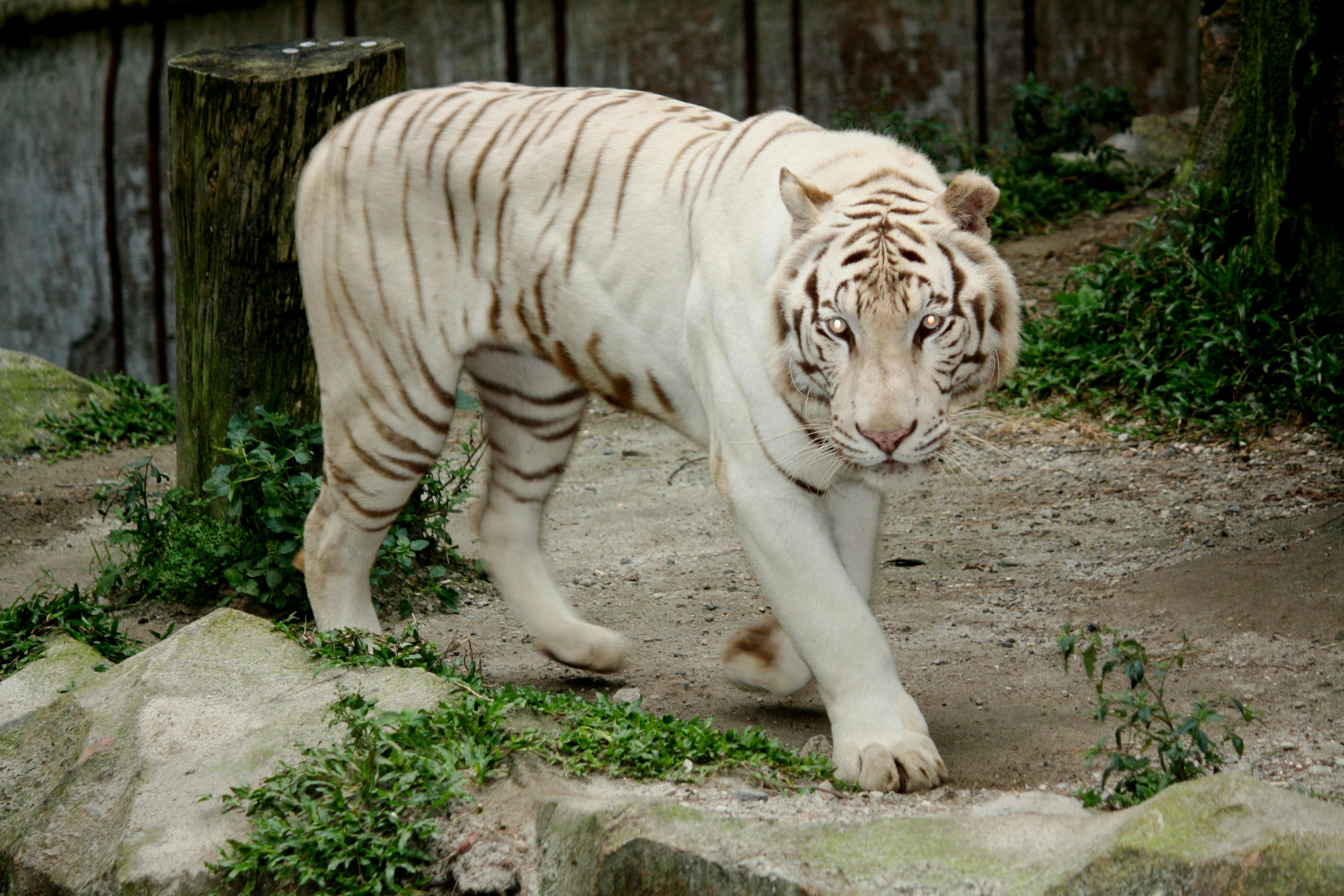 Free stock photo of tiger, wild animal