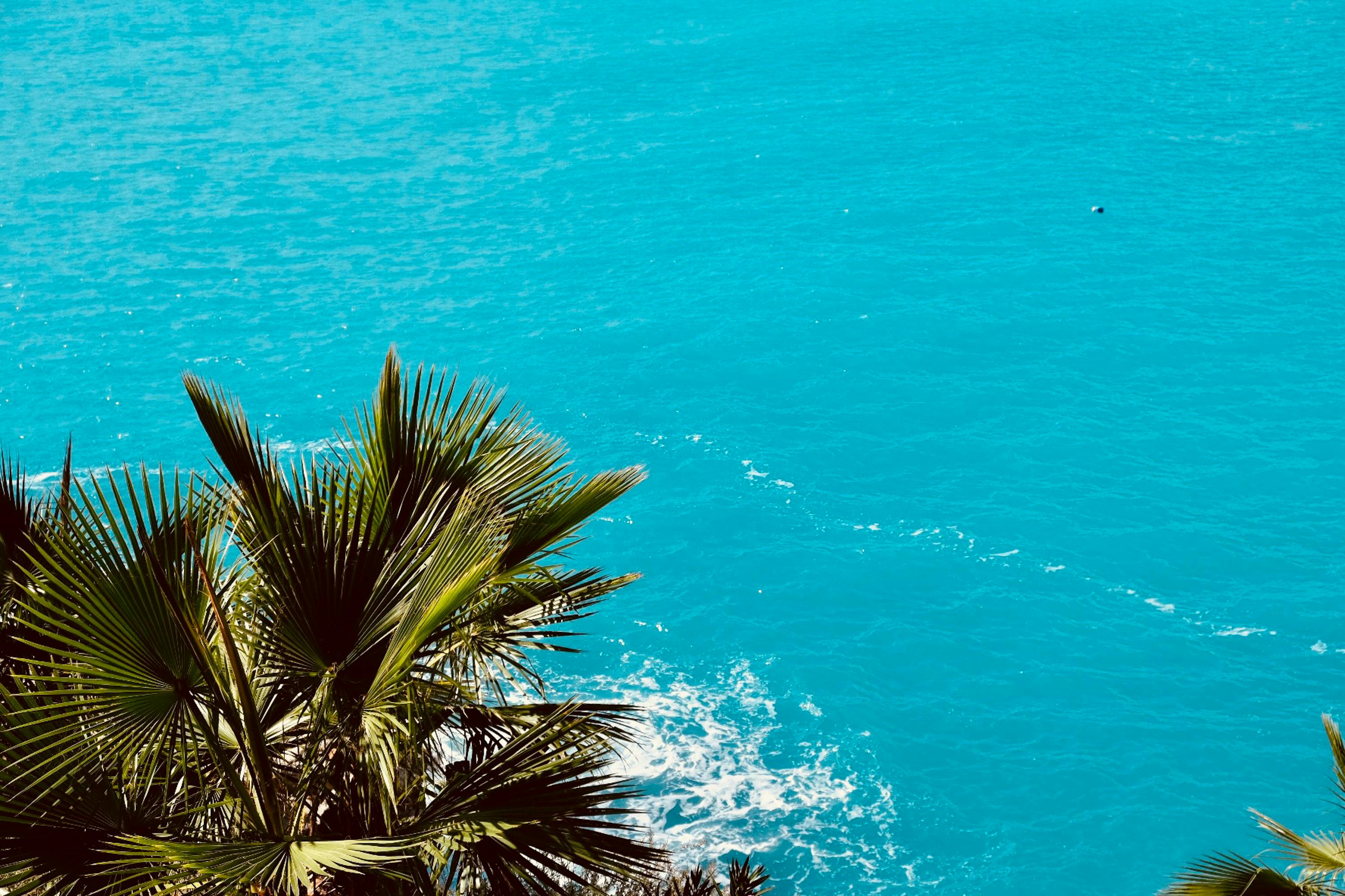 palm trees above turquoise water