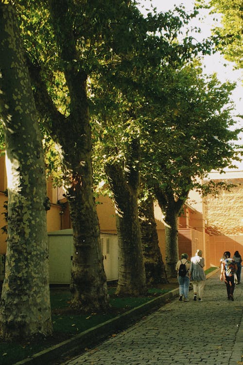 People Walking on the Street with Tall Trees