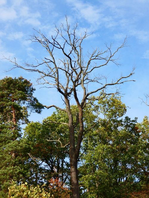 Free A tall barren tree stands amidst green foliage under a clear blue sky, capturing nature's contrast. Stock Photo