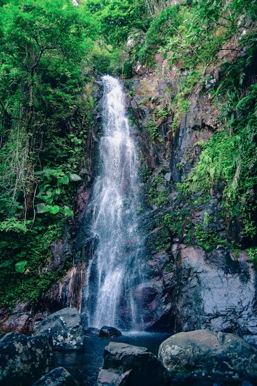 Imagine de stoc gratuită din cascade, codru, copaci verzi