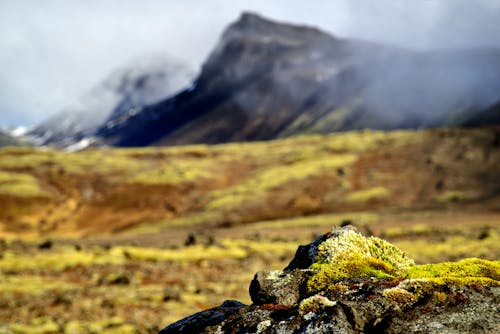 Fotobanka s bezplatnými fotkami na tému flóra, hmla, hory