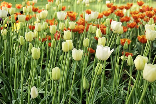 Бесплатное стоковое фото с крупный план, поле, тюльпаны