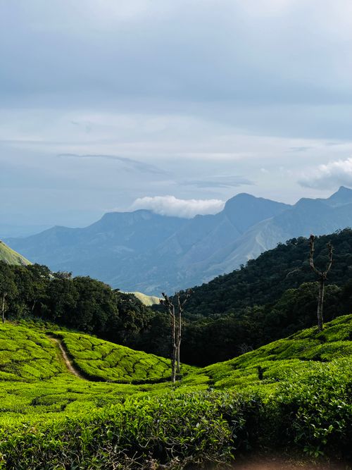 Free Explore the vibrant tea plantation with stunning mountain views under a cloudy sky. Stock Photo