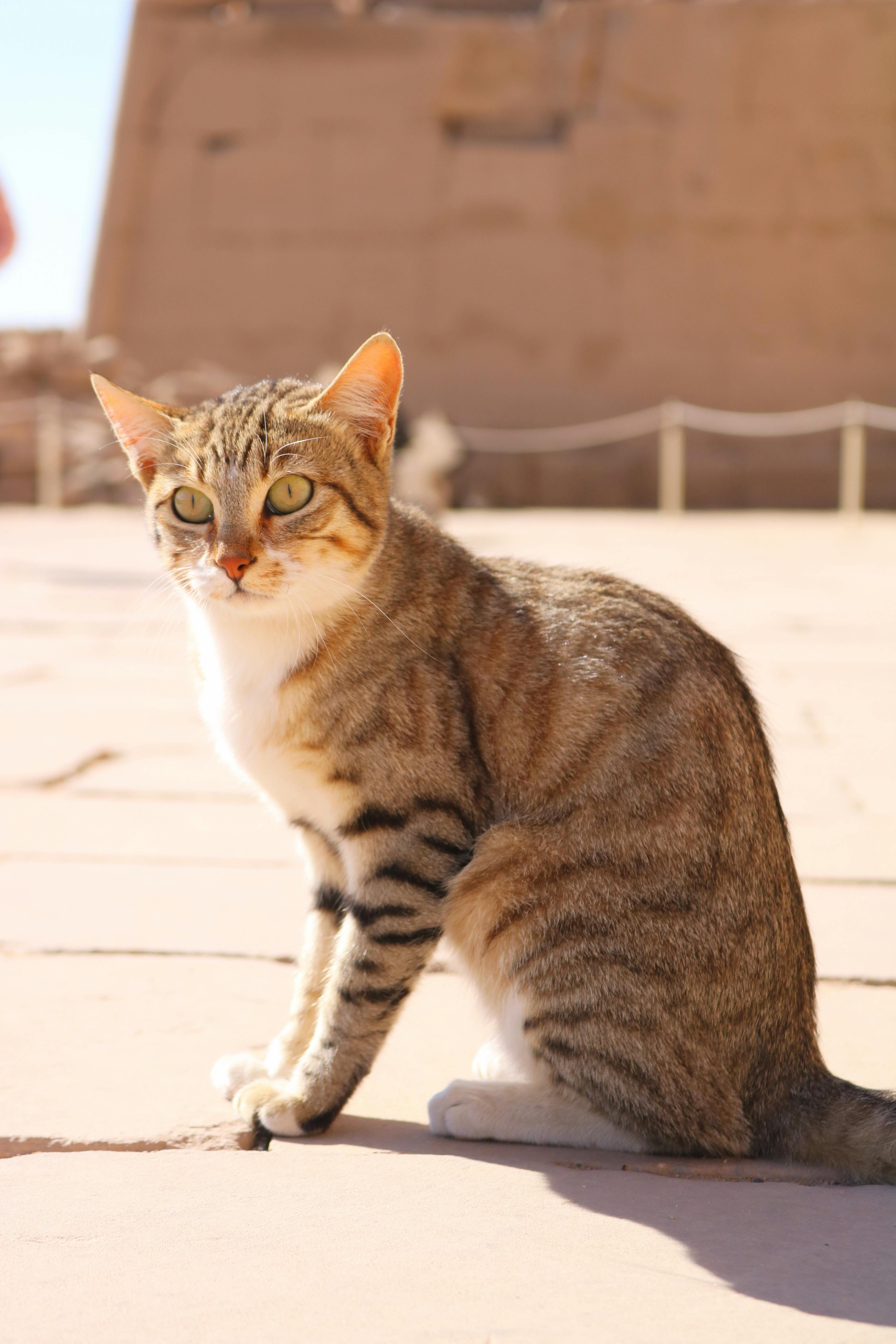 Graceful tabby cat in the sunlit ambiance of Luxor, Egypt.