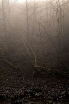 Atmospheric forest scene with bare trees and mist. Perfect for moody nature themes.