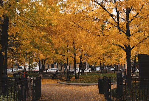 Darmowe zdjęcie z galerii z aleja, drzewa, jesień