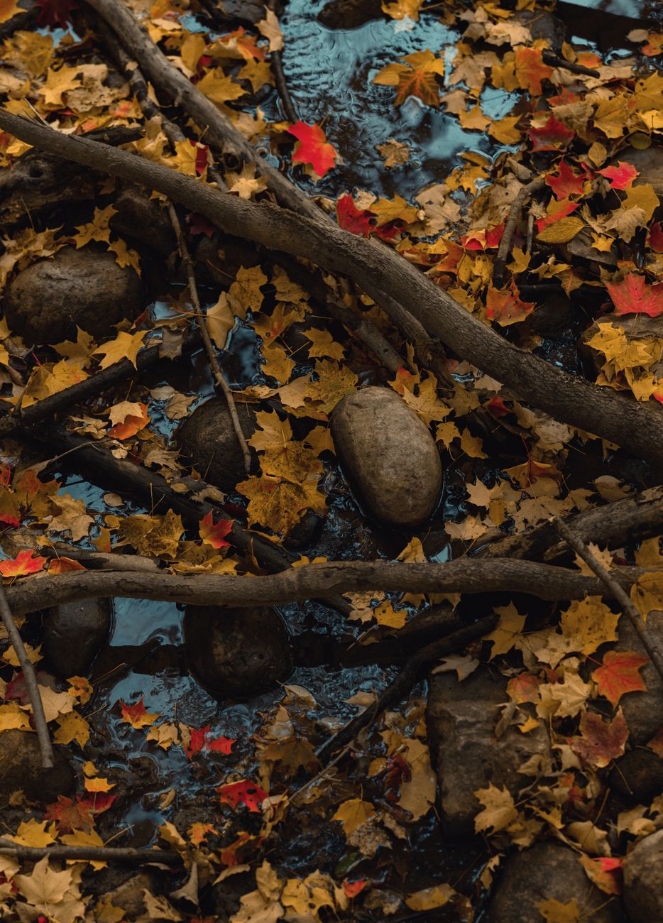 Vibrant autumn leaves scattered over rocks in a serene forest stream setting.. pexels, vibrant, autumn