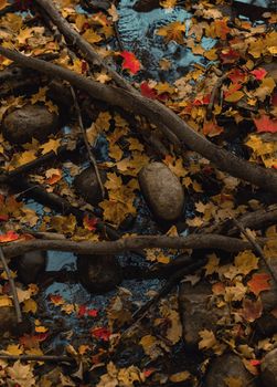 Vibrant autumn leaves scattered over rocks in a serene forest stream setting.. pexels, vibrant, autumn