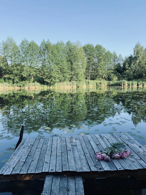 A Flower on a Wooden Dock Near Body of Water and Trees