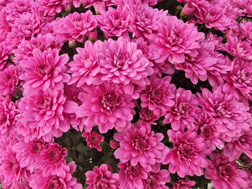 Pink Flowers in Bloom