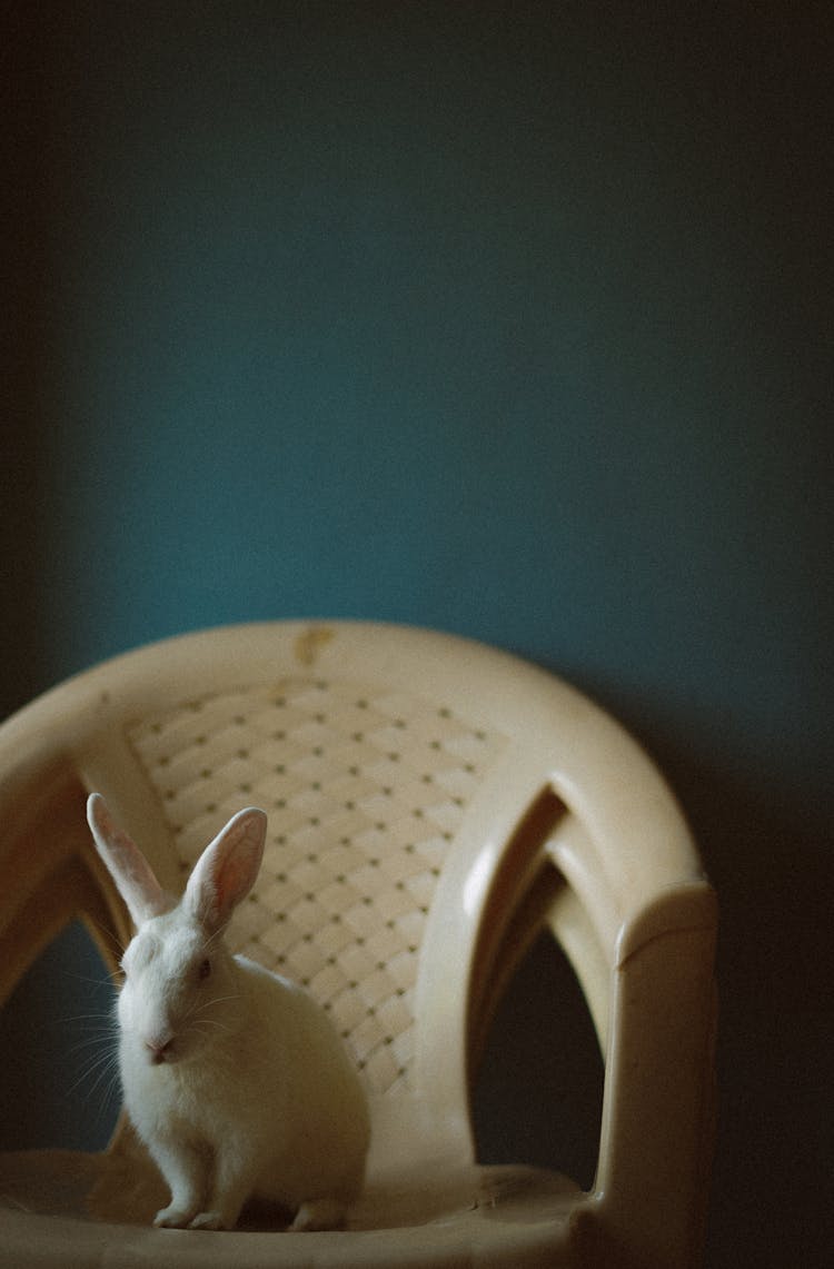 Rabbit On Chair