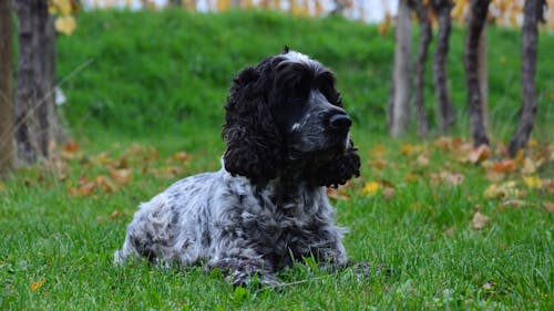 Gratis lagerfoto af cocker-spaniel, dyr, græs