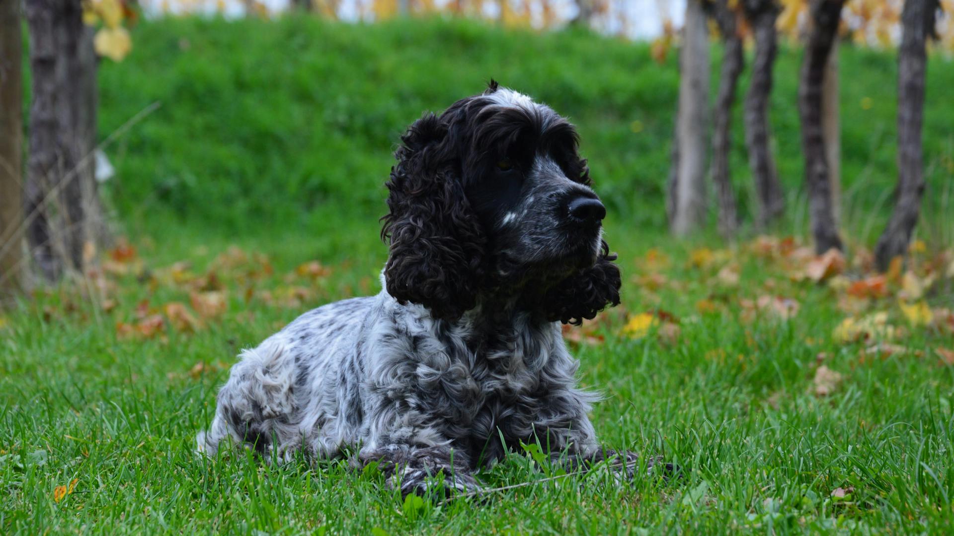 Photo of a Cocker Spaniel Sitting in a Grass