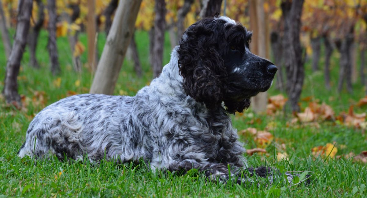 Illustration, chien de fusil position