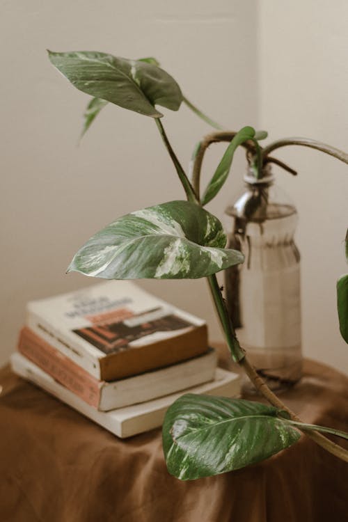 Plant Leaves in front of Stack of Books Lying on Table