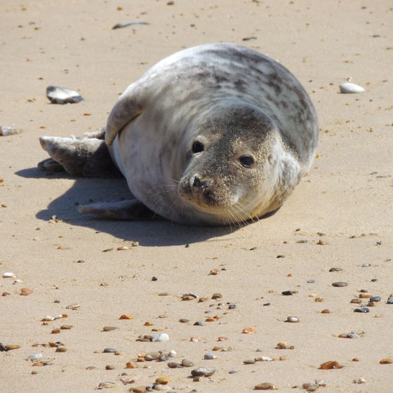 Grey seal resting on a pebbled beach, photo by Patrick Nizan on Pexels