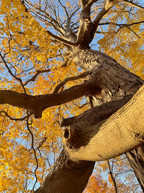 yellow leaves tree