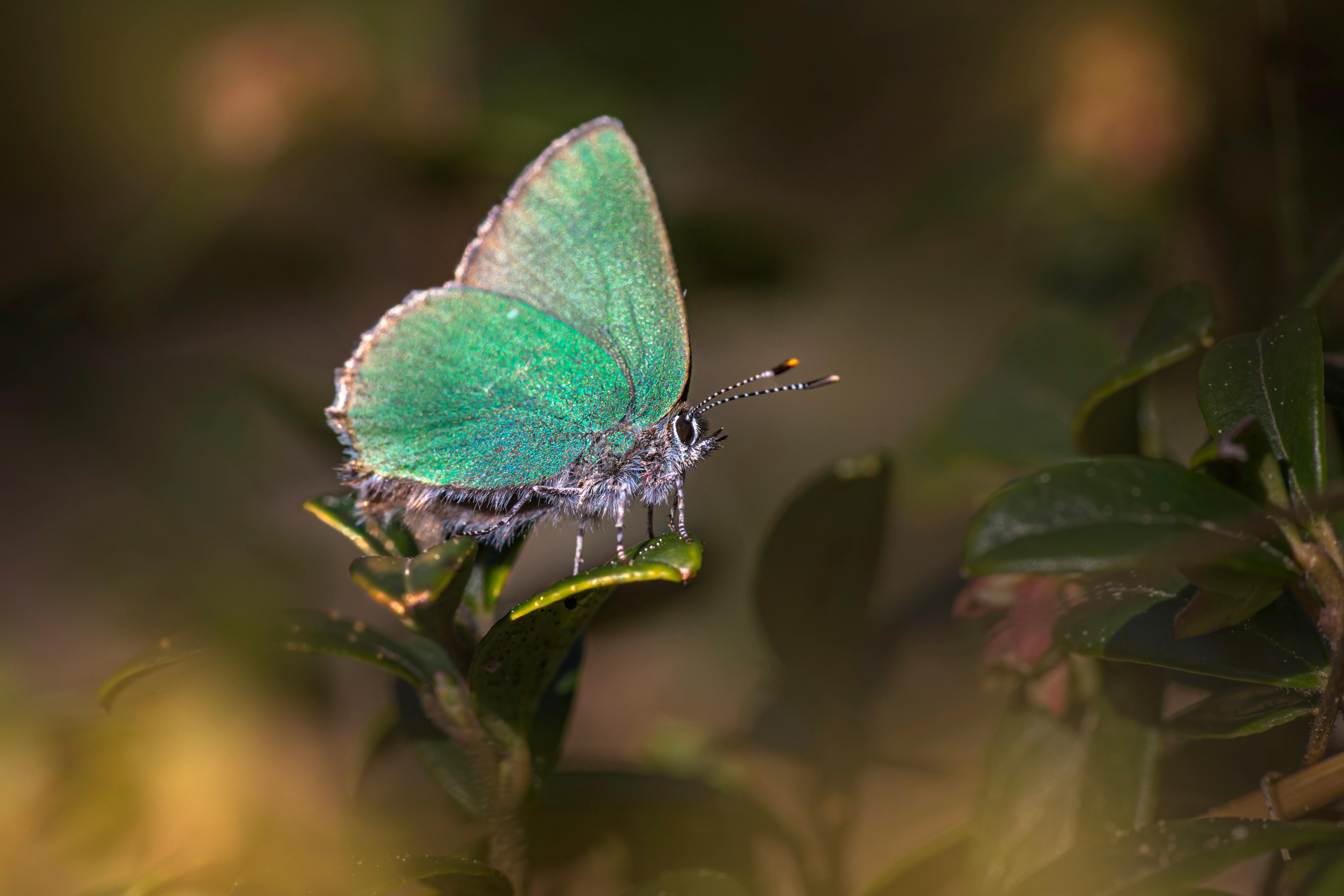 butterfly-stencil-photos-download-free-butterfly-stencil-stock-photos