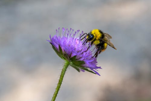 免费 授粉, 植物群, 熊蜂 的 免费素材图片 素材图片