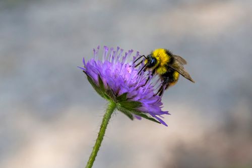 Free Detailed view of a bumblebee collecting nectar from a vibrant purple flower, showcasing pollination. Stock Photo