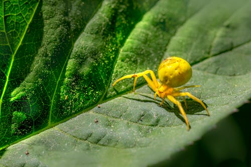 A Yellow Spider on Green Leaf