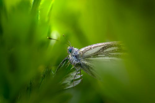 bezplatná Základová fotografie zdarma na téma divoký, hmyz, list Základová fotografie
