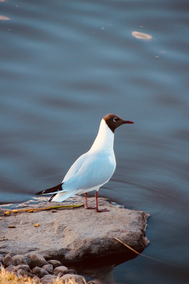 Close Up Of Bird On Stone