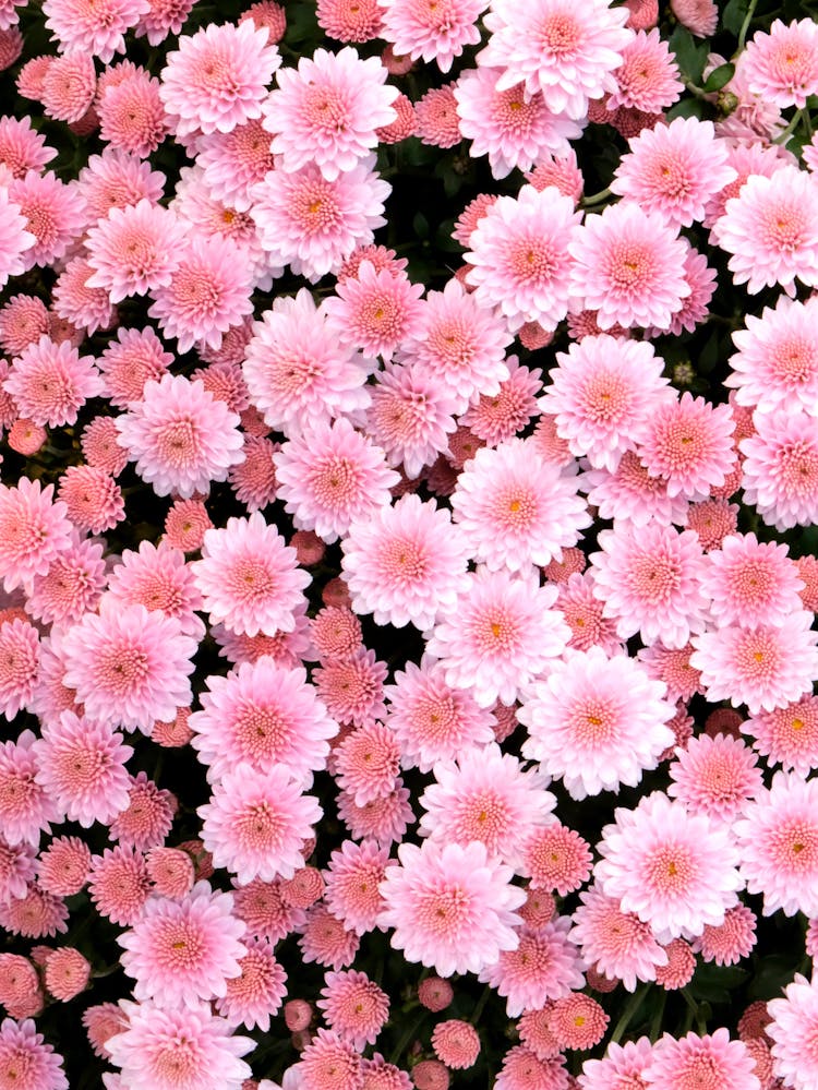 Photo Of White Chrysanthemum Flowers