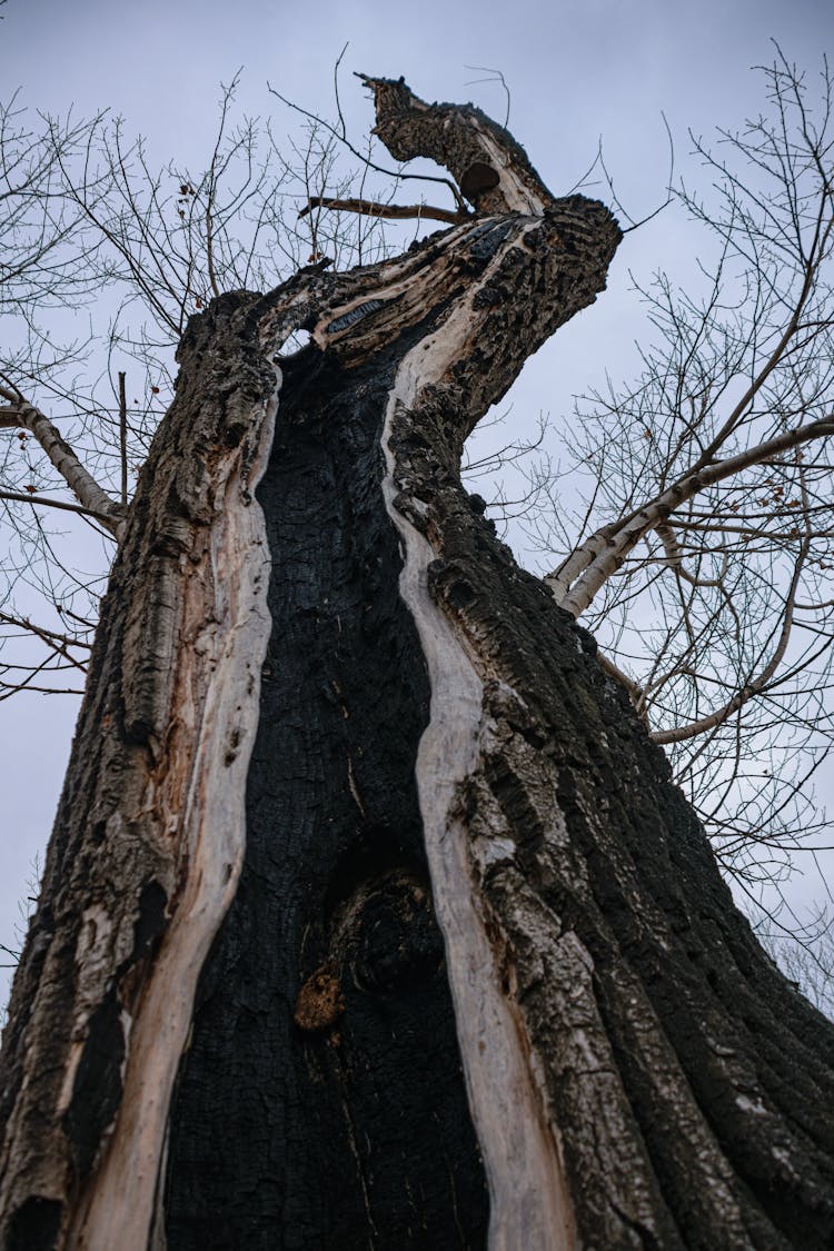 Tree With Burnt Trunk 