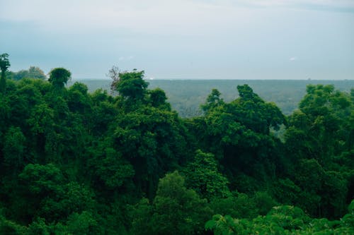 Green Leaves of Trees in a Forest