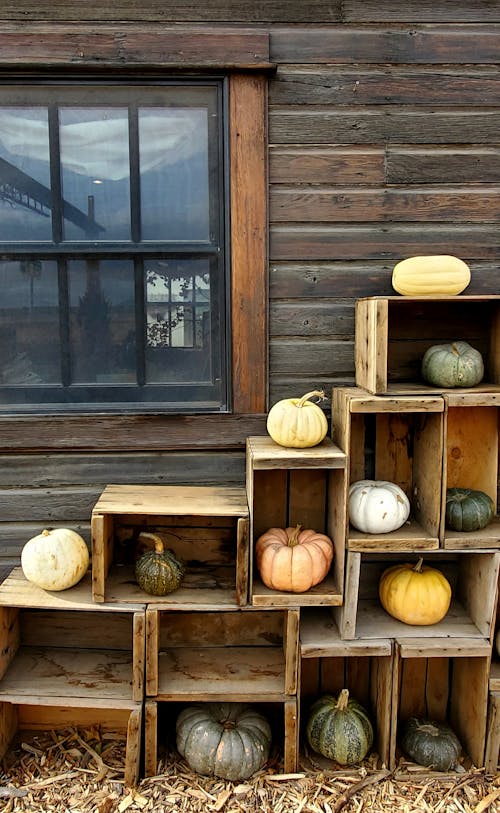 Gratis stockfoto met decoratie, groenten, herfst