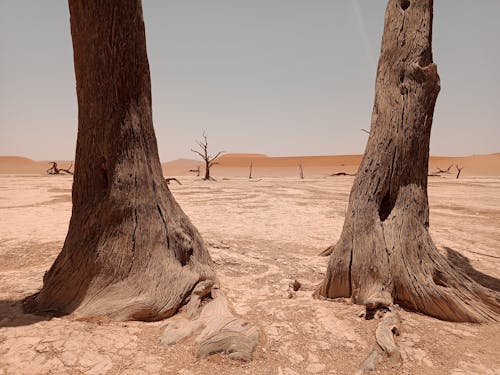 Foto profissional grátis de árido, árvores, calor