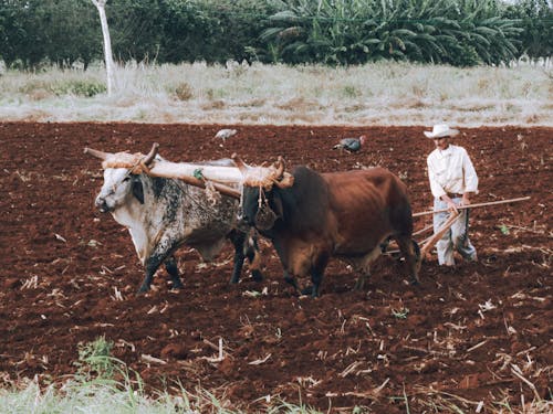 Foto profissional grátis de agricultor, arar, área