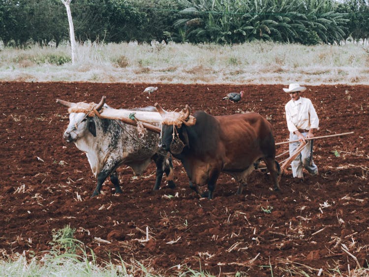 A Farmer Plowing A Field With Oxen