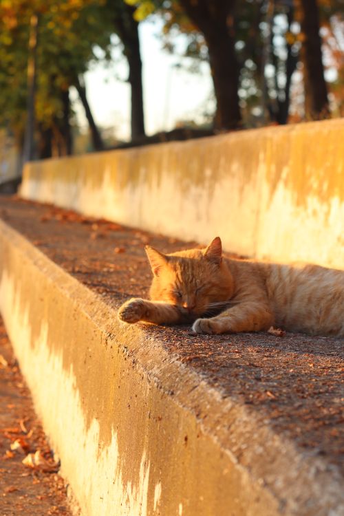 Free Relaxed orange tabby cat napping on an outdoor step in Istanbul, Turkey Stock Photo