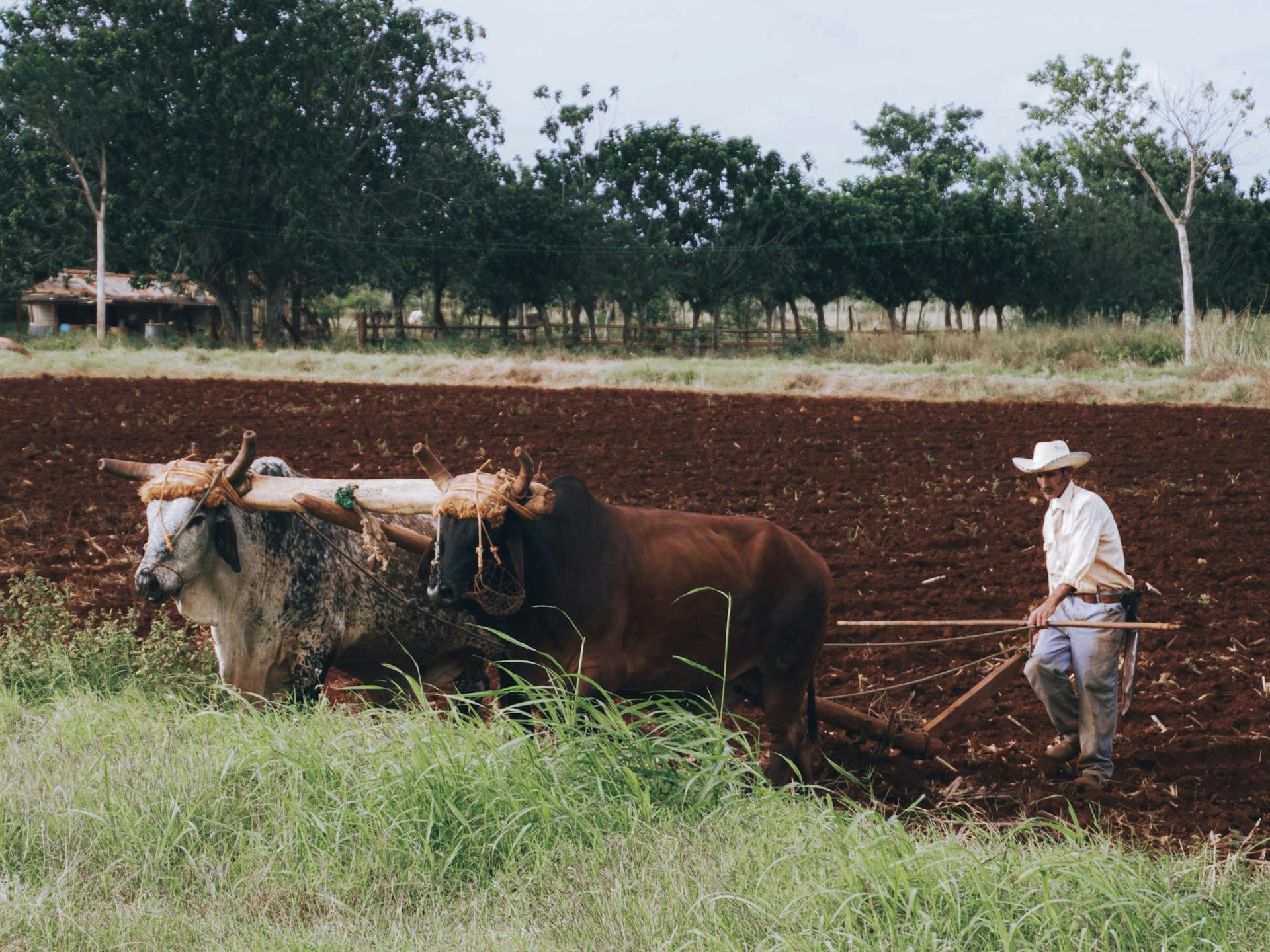 A Farmer Plowing Soil with Brown and White Cows