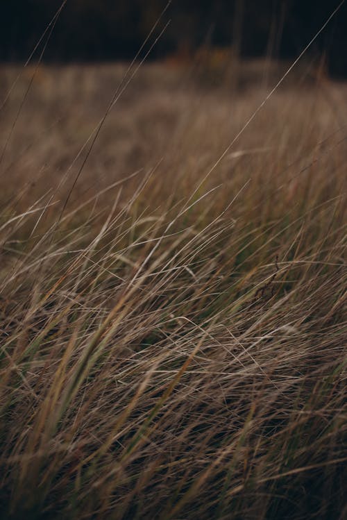 Close-up of Dry Grass on a Field 