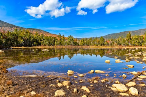 Green Trees Near Lake Under Blue Sky