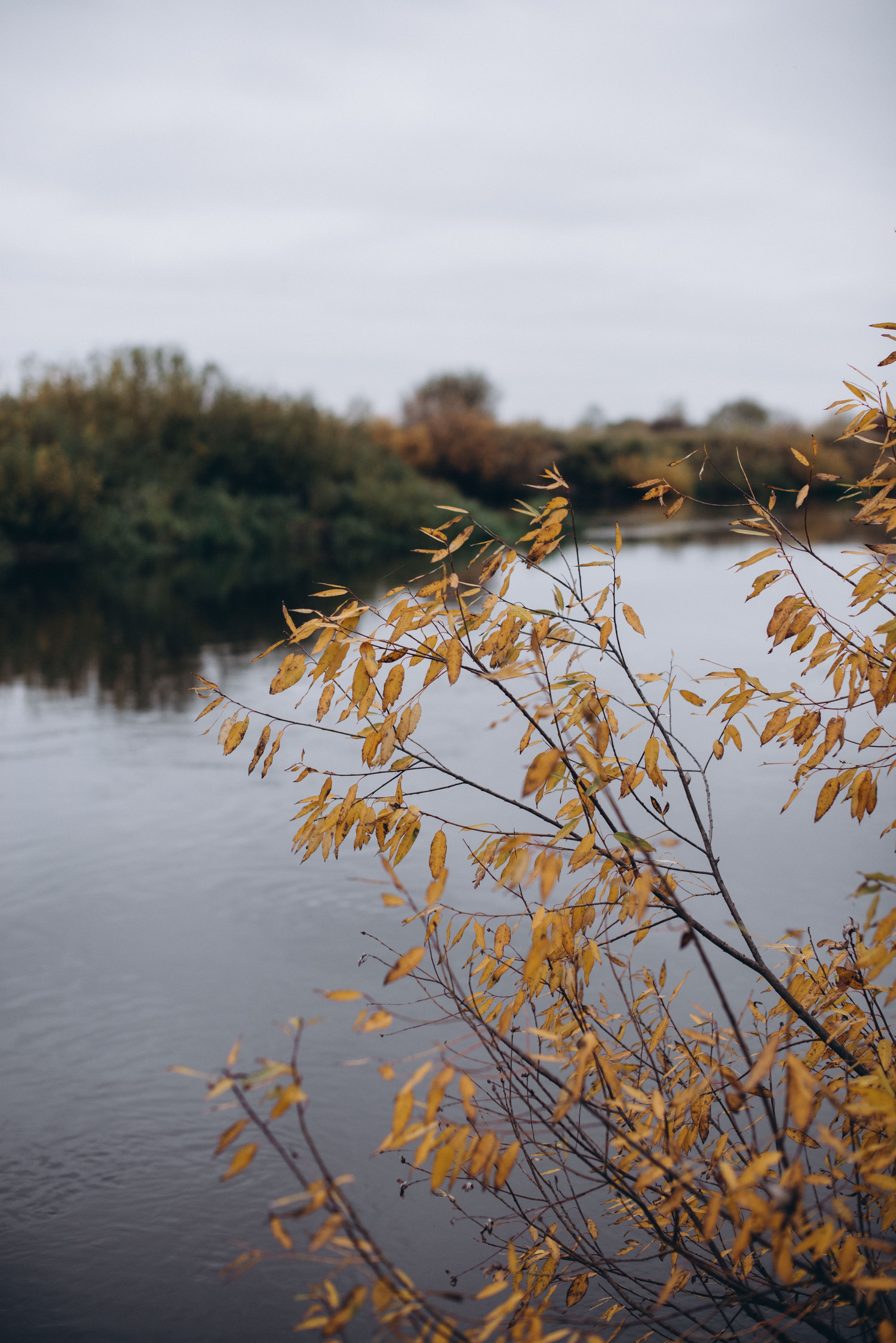 Peaceful river scene with golden autumn foliage and grey sky.