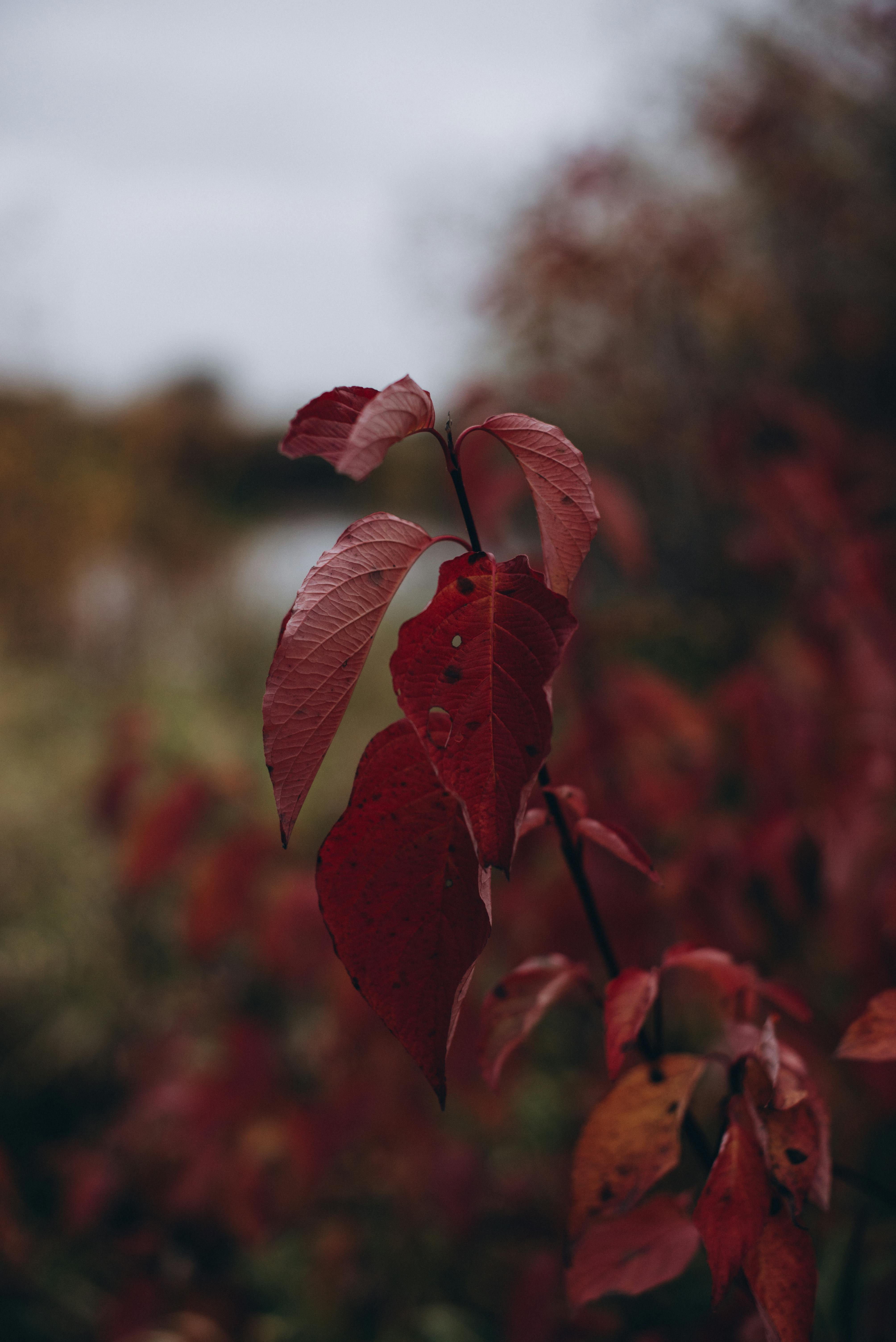Beautiful close-up of red leaves in autumn with a softly blurred background, highlighting fall colors.
