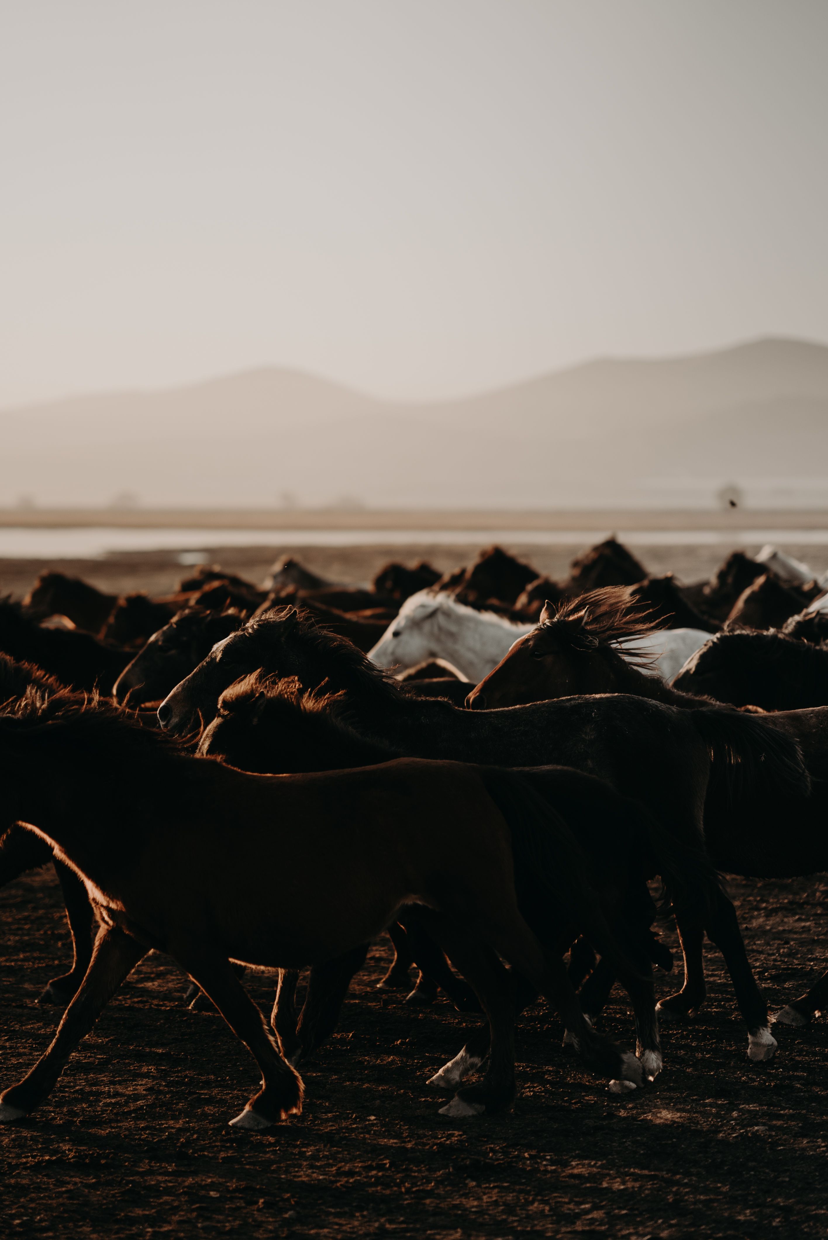 A group of wild horses running across a scenic landscape during sunset in Kayseri, Türkiye.