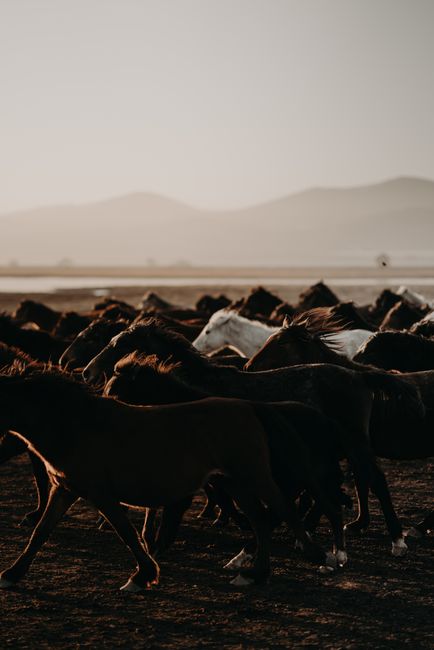 A group of wild horses running across a scenic landscape during sunset in Kayseri, Türkiye.
