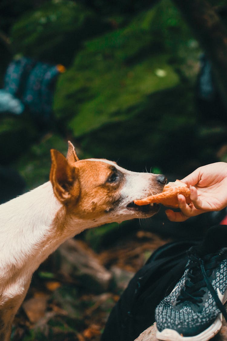 Hand Feeding The Brown Short Coated Dog 