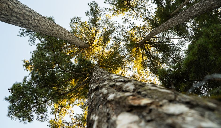 Low angle view of towering pine trees in a serene forest in Feneos, Greece.