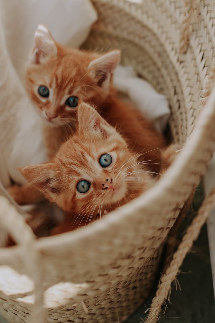 Kittens Sitting In Basket